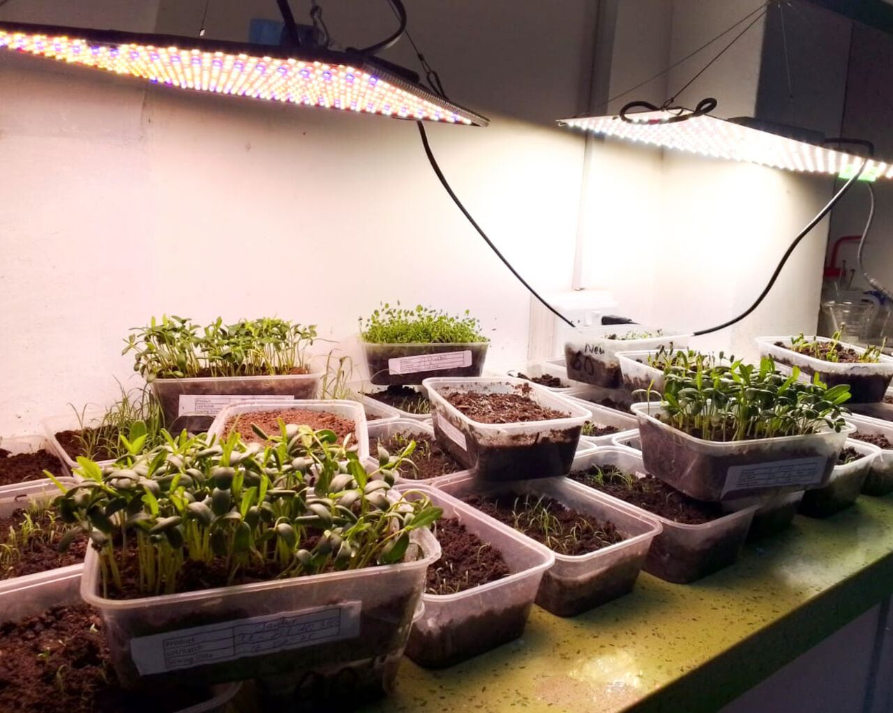 Germination testing