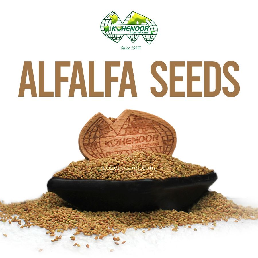 Alfalfa (Lucerne) Seed — Kohenoor International export quality